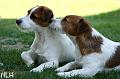 100712_rasse inka3